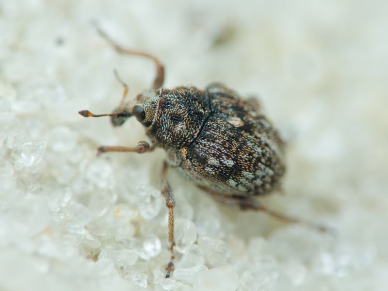 Rhinoncus bruchoides (Herbst, 1784)